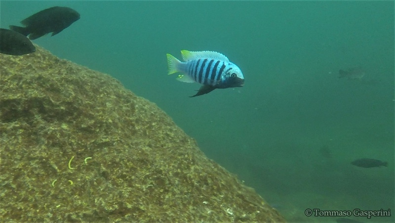 Maylandia zebra 'Chiwi Rocks'